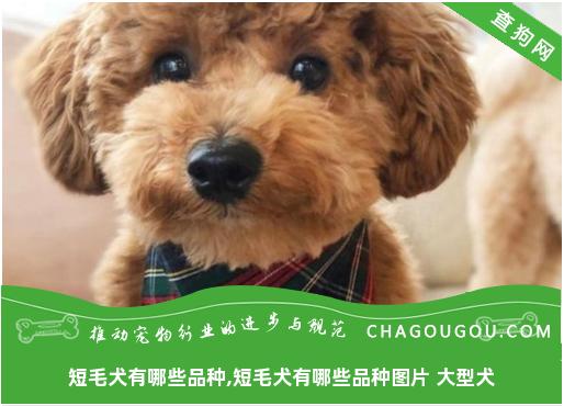 短毛犬有哪些品种,短毛犬有哪些品种图片 大型犬